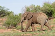 elephant (26)